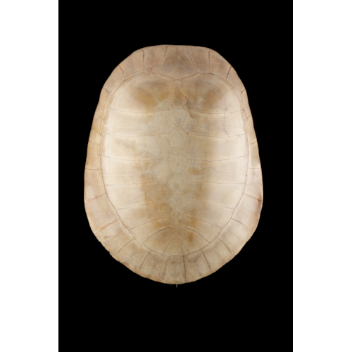 Blond Shell of a South American Amazonian Arrau River Turtle ‘Podocnemis Expansa’